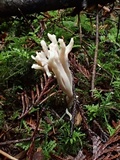 Clavulina cinerea image