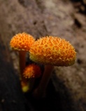 Cyptotrama asprata image