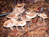 Clitocybe fragrans image