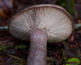 Lactarius pseudomucidus image