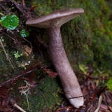 Lactarius pseudomucidus image