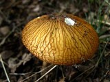 Oudemansiella rugosoceps image