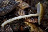 Pluteus leoninus image