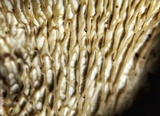 Phlebia incarnata image