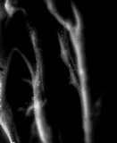 Phlebia incarnata image