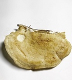 Tyromyces chioneus image