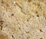 Tyromyces chioneus image