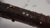 Mycena adscendens image