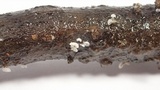 Mycena adscendens image