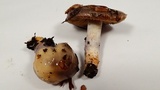 Cortinarius cylindripes image
