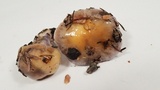 Cortinarius cylindripes image