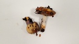 Cortinarius cylindripes image