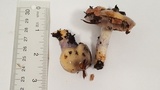 Cortinarius cylindripes image