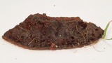 Phellinus gilvus image