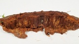 Phellinus gilvus image