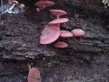 Callistosporium purpureomarginatum image