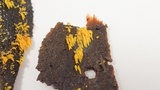 Mucronella flava image