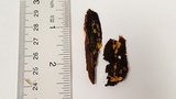 Mucronella flava image