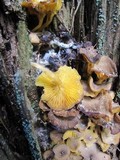 Chrysomphalina chrysophylla image