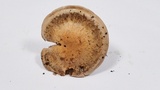 Cortinarius infractus image