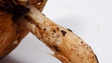 Cortinarius infractus image
