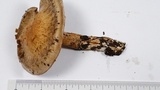 Cortinarius infractus image