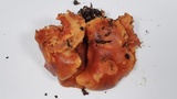 Gymnopilus sapineus image