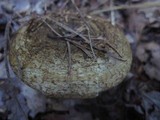 Lactarius turpis image