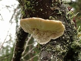 Trametes gibbosa image
