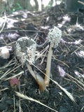 Coprinellus flocculosus image