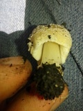 Coprinellus flocculosus image
