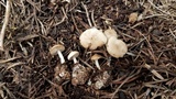 Marasmius albogriseus image