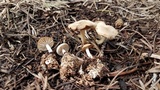Marasmius albogriseus image