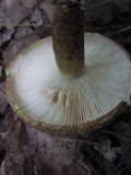 Lactarius turpis image