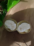 Phallus indusiatus image