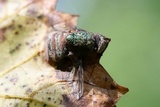 Entomophthora muscae image