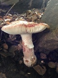 Amanita cruentilemurum image