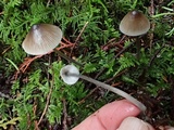 Mycena metata image
