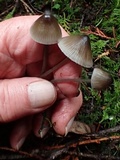 Mycena metata image