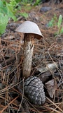 Battarrea phalloides image