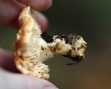 Hydnum umbilicatum image