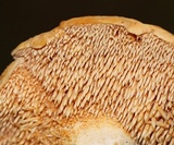 Hydnum umbilicatum image