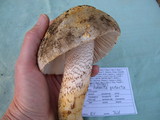 Amanita protecta image