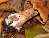 Cortinarius armillatus image
