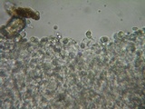 Mycena metata image