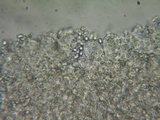 Mycena metata image