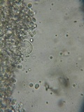 Mycena metata image