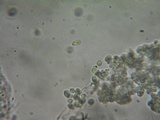 Mycena metata image