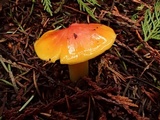 Hygrocybe acutoconica image