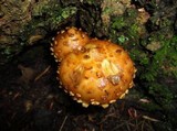 Hemistropharia albocrenulata image